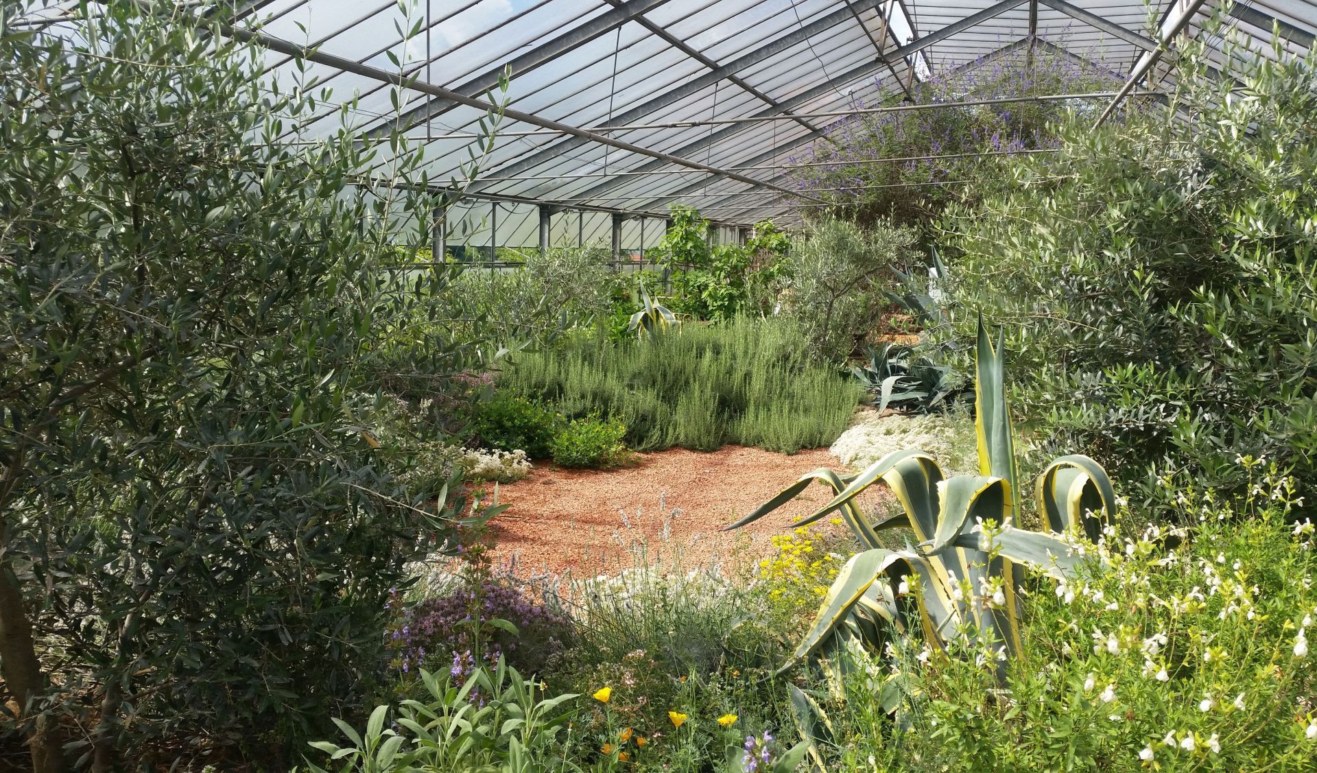 Gewächshaus im Calendula Kräutergarten mit Beeten aus Rosmarin, Salbei, Olivenbäumen und Agaven